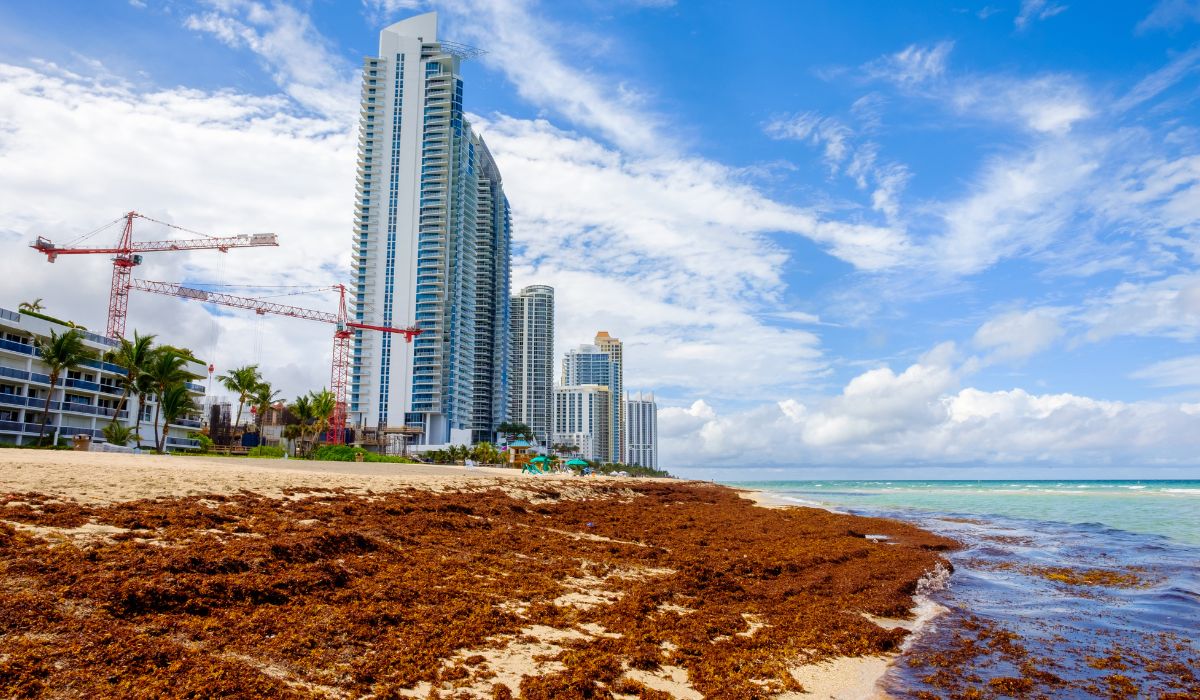 Another Record Seaweed Blob Might Reach Florida And Mexican Caribbean This Year