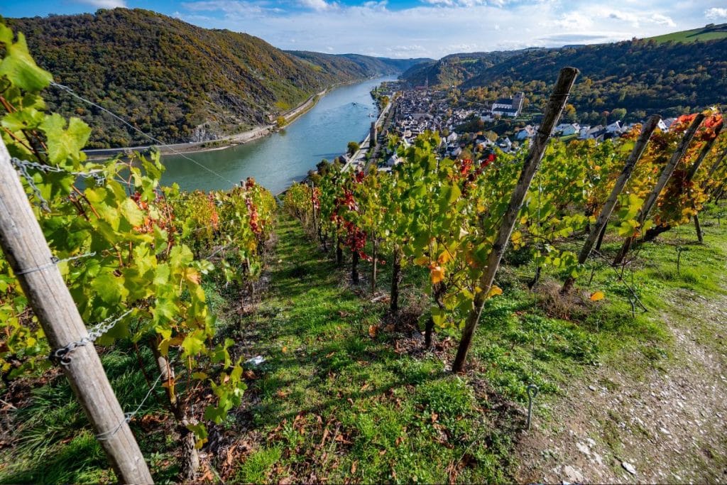 Boppard Wine Festival