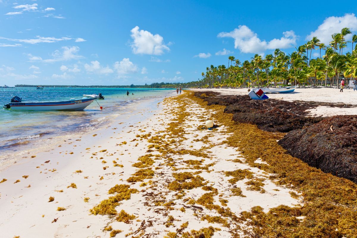 Cancun Seaweed Predictions For Winter 2023-24: When Does It Start Again?