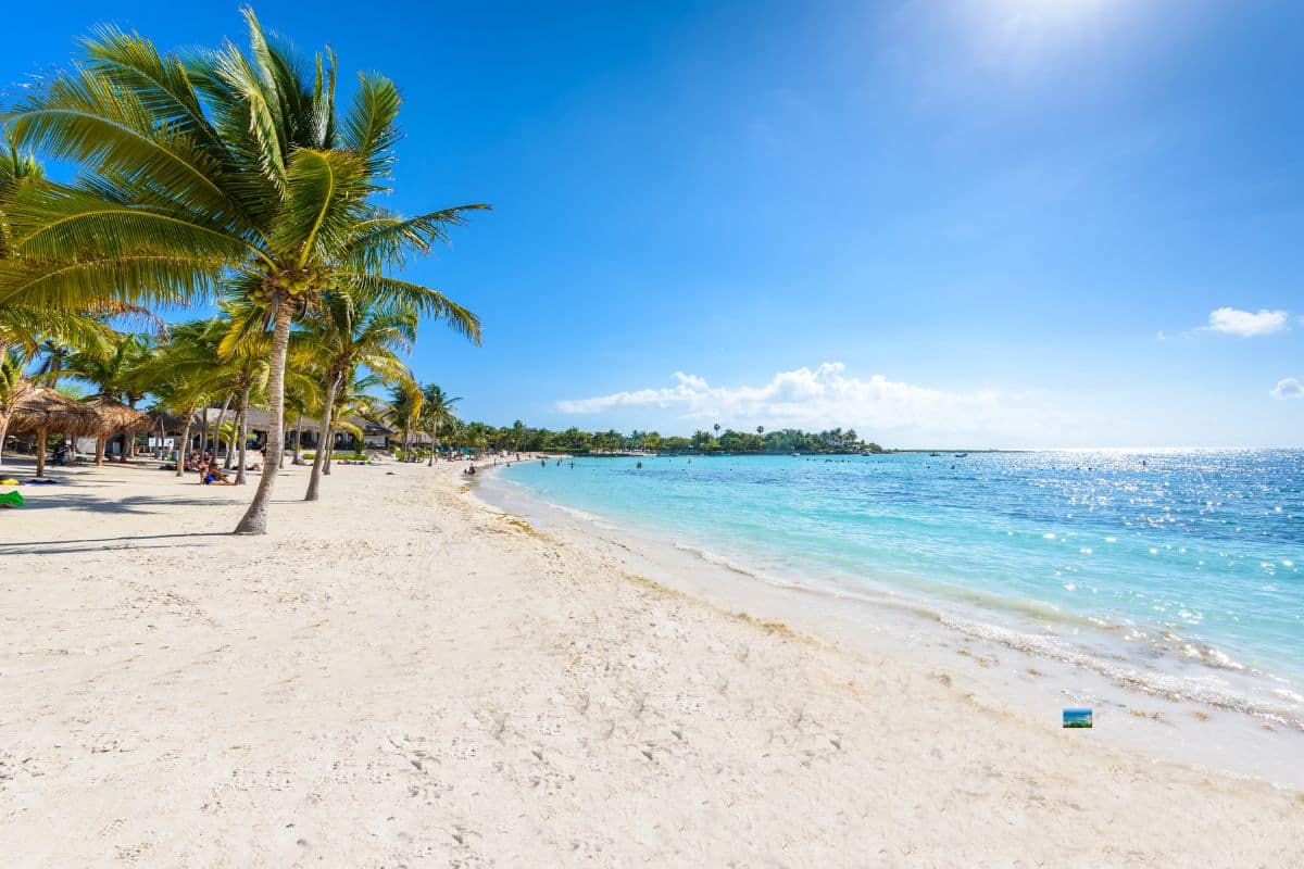 Experts Predict Less Sargassum On Mexico's Beaches This Summer