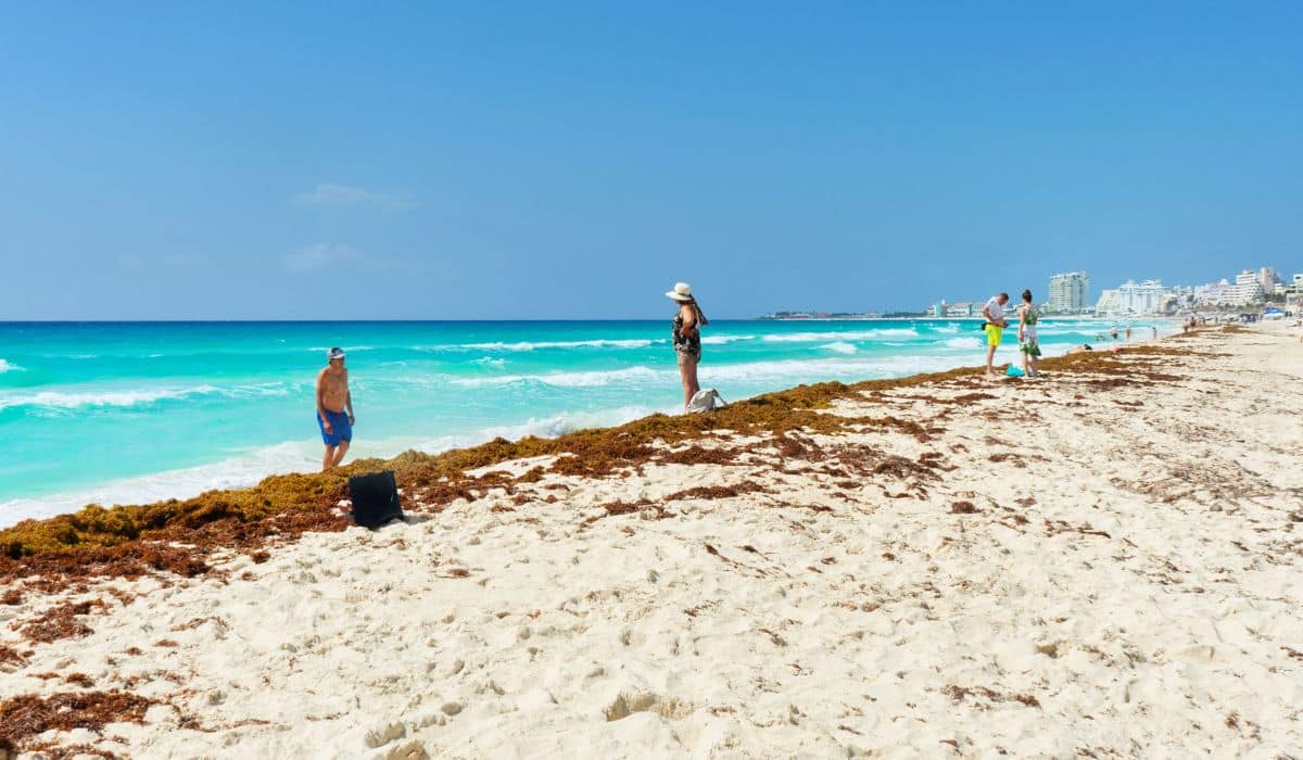 Latest Report Shows Increased Arrival Of Sargassum In The Mexican Caribbean