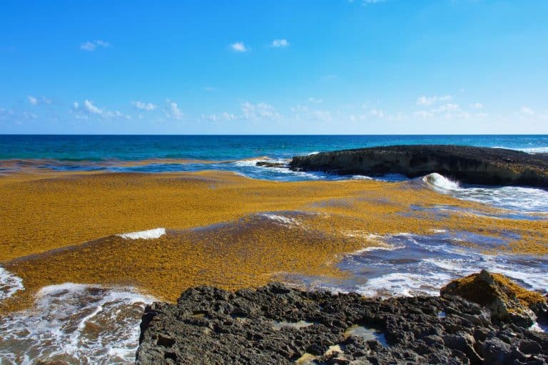 Massive Sargassum Bloom Heading Towards Florida Shrinks Unexpectedly By 15%