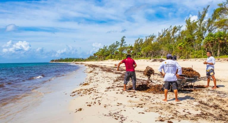 Mexico’s Beach Resorts Increase Staff To Fight Sargassum Ahead Of Summer 2024