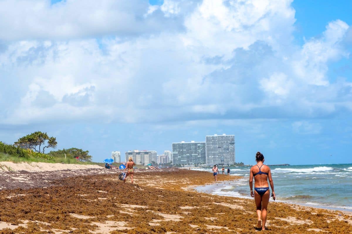 Multiple Videos Show First Arrival Of Seaweed Blob On Florida's Beaches