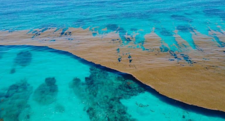 Officials Raised Sargassum Alert For Cancun And The Rest Of The Mexican Caribbean