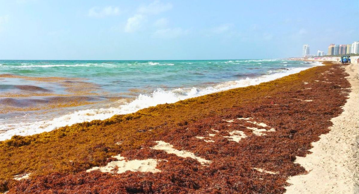 Sargassum Seaweed In Florida & Key West 2024