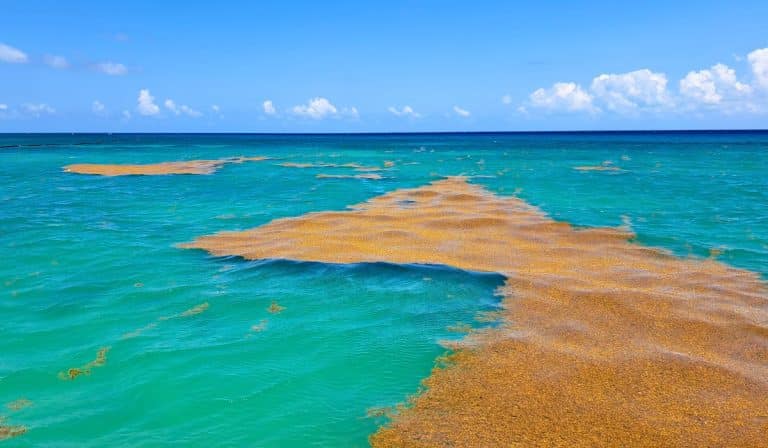 Seaweed Alert: 5,000 Square Kilometers Of Sargassum Heading To Mexican Caribbean