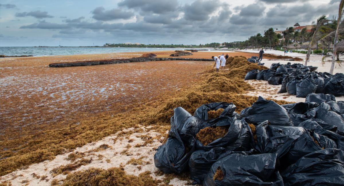 Tulum Braces For A Huge Seaweed Arrival This Week